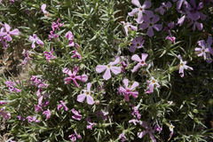 Phlox austromontana