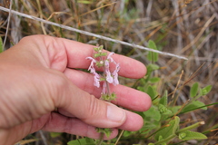 Stachys stebbinsii