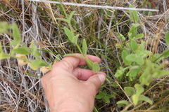Stachys stebbinsii