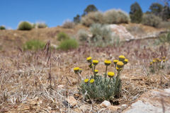 Erigeron aphanactis congestus