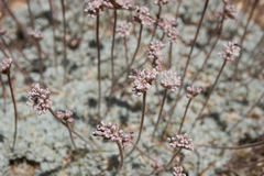 Eriogonum kennedyi