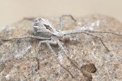 Rhysodromus histrio