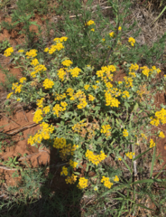 Psilostrophe tagetina