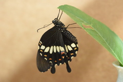 Papilio polytes
