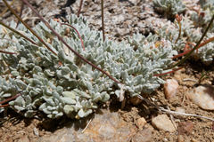 Eriogonum kennedyi