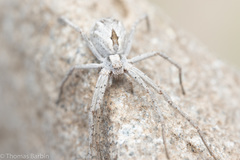 Rhysodromus histrio