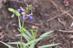 Salvia laevis