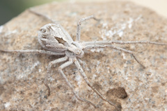 Rhysodromus histrio