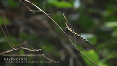 Macrogomphus kerri