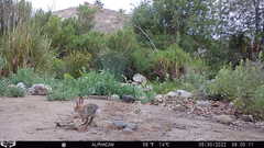 Sylvilagus audubonii