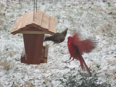 Cardinalis cardinalis