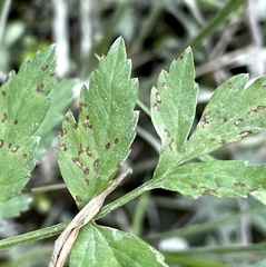 Septoria oenanthes
