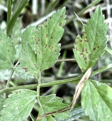 Septoria oenanthes