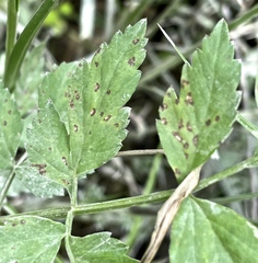 Septoria oenanthes