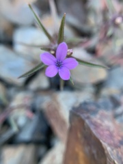 Collomia tracyi