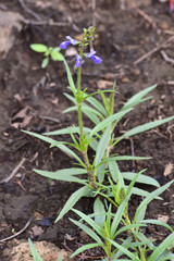 Salvia laevis