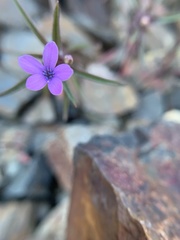 Collomia tracyi