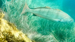 Atractoscion nobilis