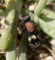 Physetopoda punctata