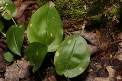 Uromyces halstedii