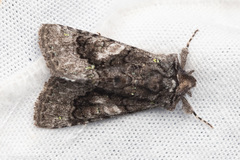 Behrensia conchiformis