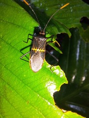 Leptoscelis saepifera