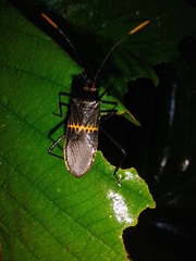 Leptoscelis saepifera