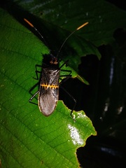 Leptoscelis saepifera