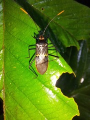 Leptoscelis saepifera