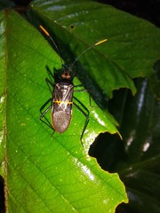 Leptoscelis saepifera