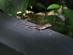 Anolis sagrei sagrei