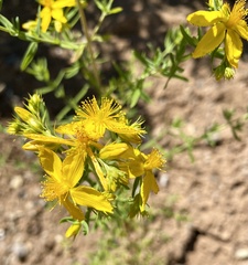 Hypericum concinnum