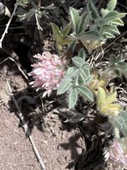 Trifolium andersonii