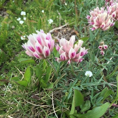 Trifolium dasyphyllum