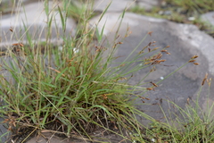 Fimbristylis sieboldii
