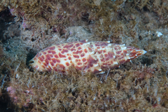 Mitra papalis
