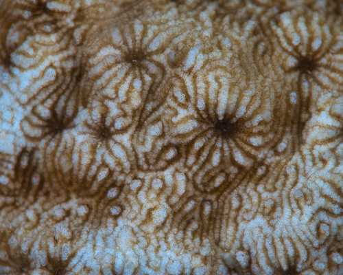 Cycloseris wellsi