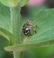 Chinavia marginata