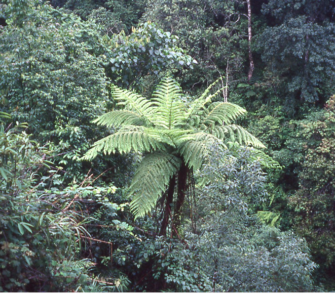 Alsophila costularis
