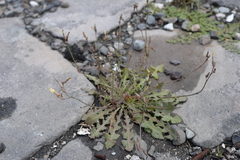 Launaea procumbens