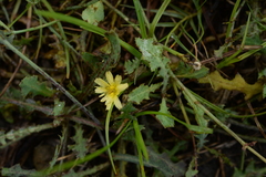 Launaea procumbens