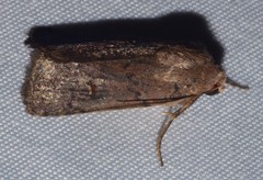 Proteuxoa hypochalchis