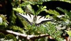 Papilio rutulus