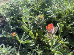 Castilleja mendocinensis