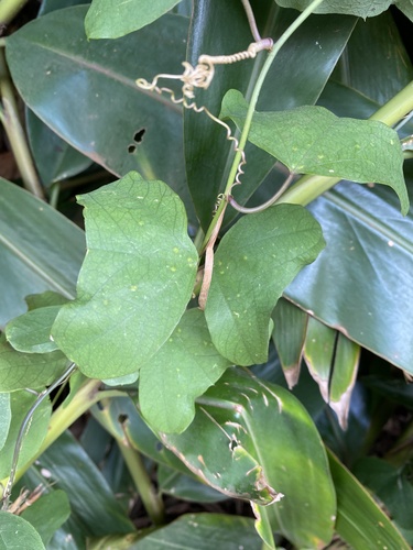 Passiflora bicornis, 2022-05-30