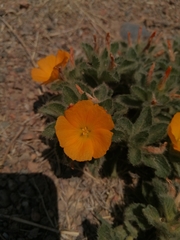 Turnera callosa
