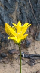 Triteleia crocea
