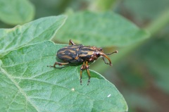 Metamasius hemipterus