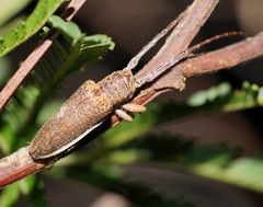 Rhytiphora decipiens