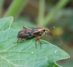 Metamasius hemipterus